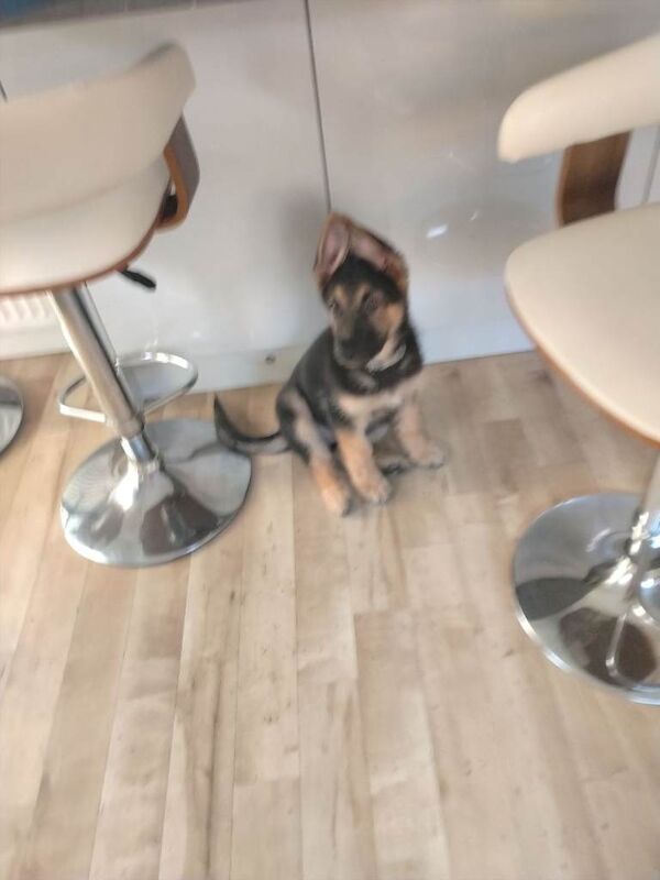 Black German Shepherd Puppies For Sale