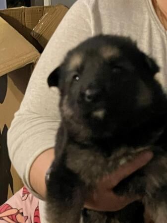 German shepherd puppy's for sale in Edgware, Barnet, Greater London - Image 2