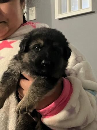 German shepherd puppy's for sale in Edgware, Barnet, Greater London - Image 3