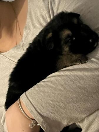 German shepherd puppy's for sale in Edgware, Barnet, Greater London - Image 4