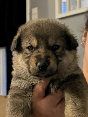 German shepherd puppy's for sale in Edgware, Barnet, Greater London - Image 5