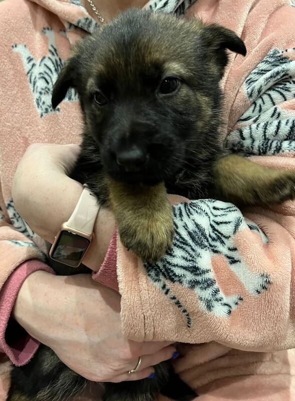 German Shepherd puppies for sale in Durham, County Durham – KC registered, 1 year old