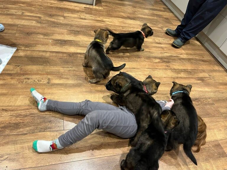 German Shepherd puppies for sale in Durham, Durham – KC registered, 1 year old - Image 2 of 3