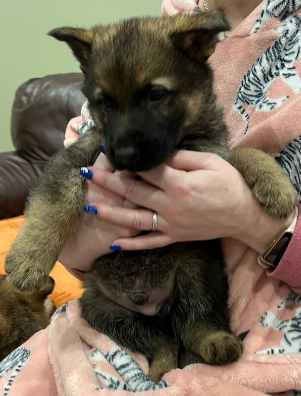 German Shepherd puppies for sale in Durham, Durham – KC registered, 1 year old - Image 3 of 3