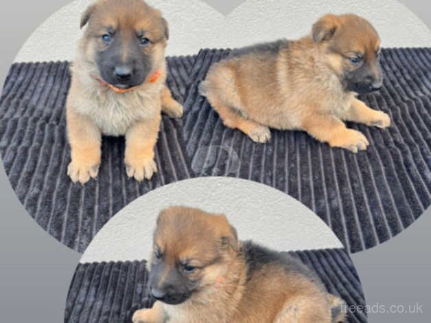 German Shepherd puppies for sale in Leeds, West Yorkshire – 1 year old - Image 4 of 5
