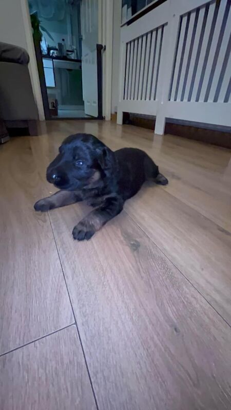 German Shepherd puppy's for sale in Kingston upon Hull, East Riding of Yorkshire