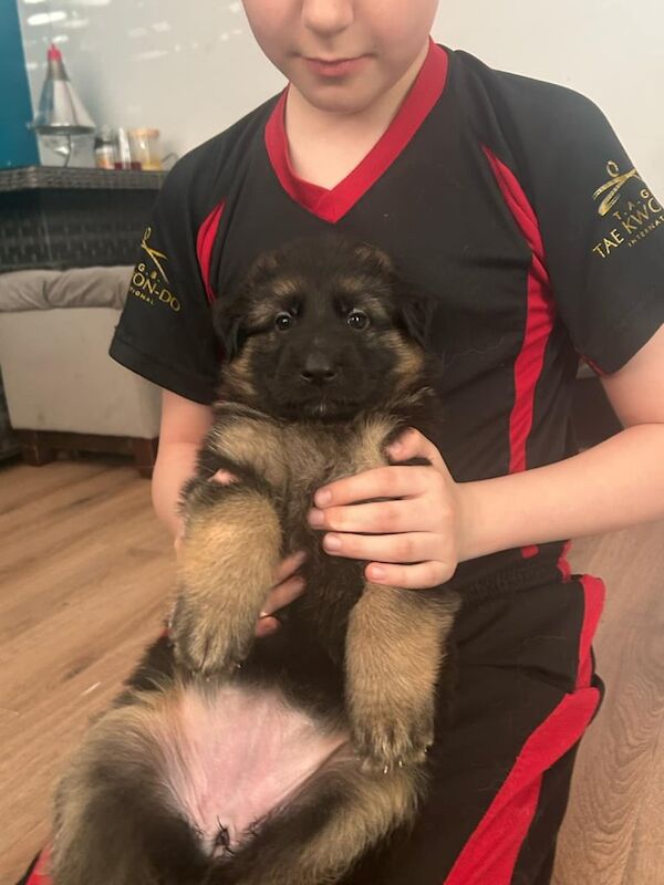 German Shepherd puppy's - Image 2 of 3