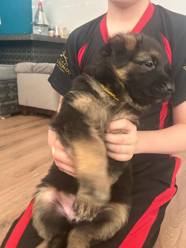 German Shepherd puppy's - Image 3 of 3