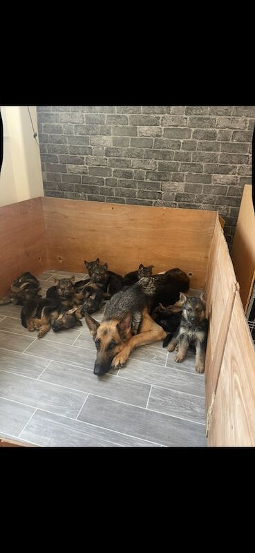 German shepherd puppy's for sale in Bootle, Merseyside