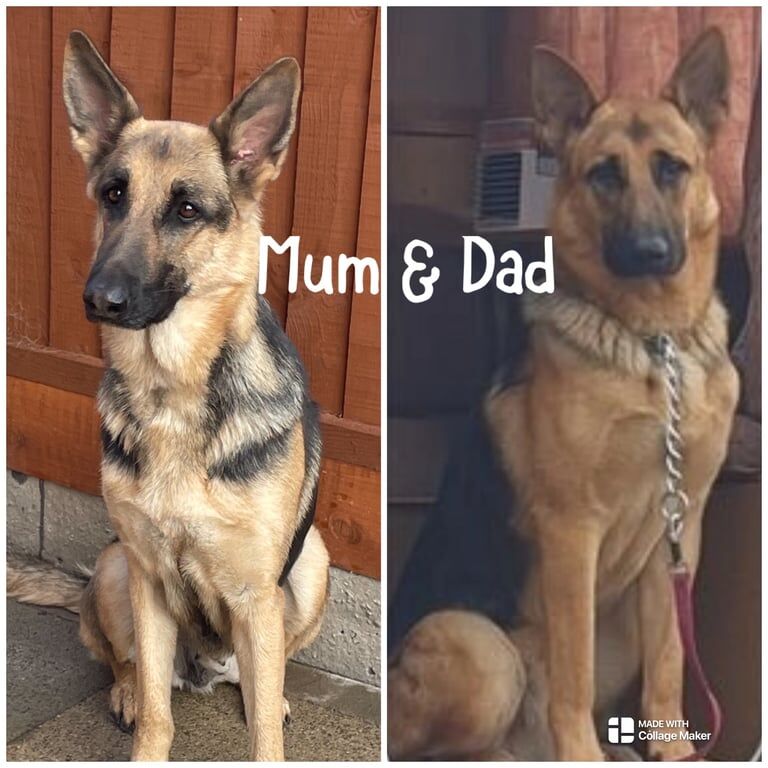 German shepherd puppy's for sale in Bootle, Merseyside | Image 2