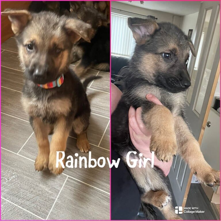 German shepherd puppy's for sale in Bootle, Merseyside | Image 3