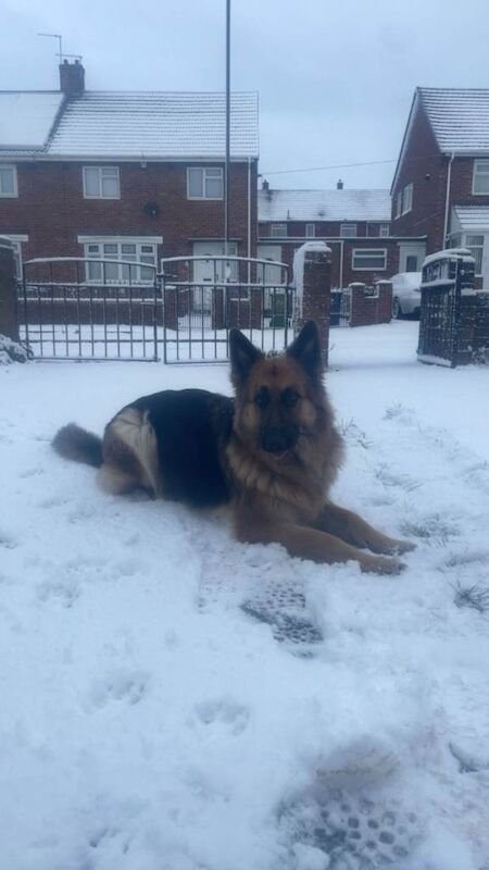 German Shepherd puppies for sale in Sunderland, Tyne And Wear – 8 weeks old