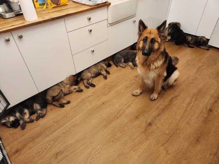 German Shepherd puppies for sale in Sunderland, Tyne And Wear – 8 weeks old - Image 3 of 3