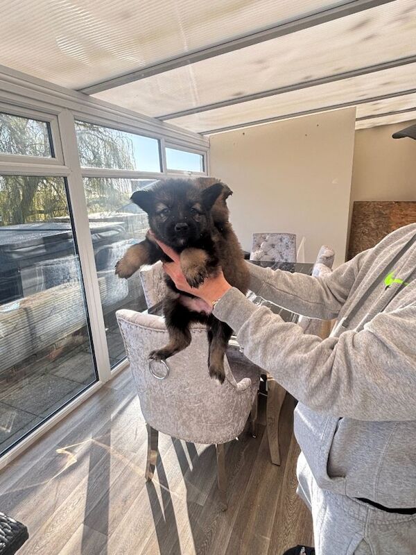 German Shepherd Puppies For Sale Under £1,000