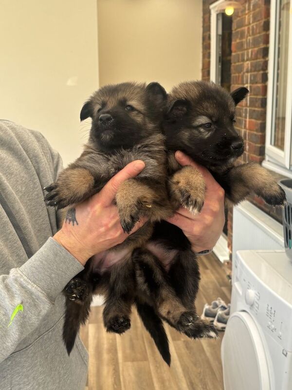 German shepherd puppys - Image 2 of 6