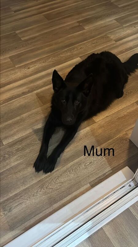 German shepherd puppys - Image 3 of 6