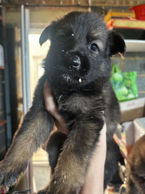 German shepherd puppys - Image 5 of 6