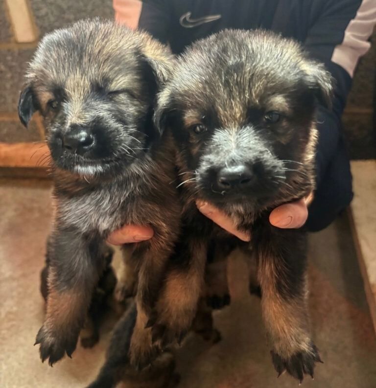 German shepherd puppys - Image 6 of 6