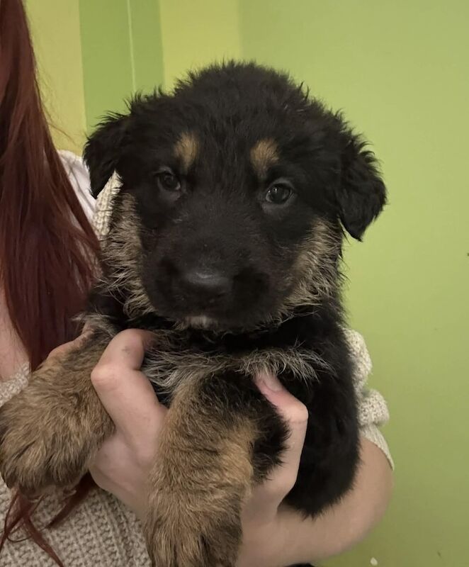 German Shepherd puppies for sale in Norwich, Norfolk – 9 weeks old