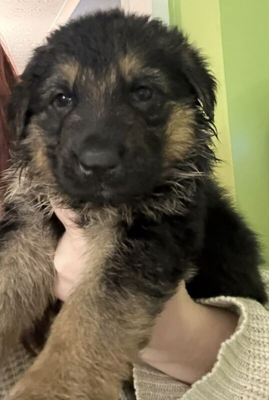 german shepherd puppy’s - Image 2 of 4
