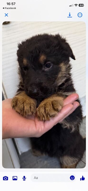 german shepherd puppy’s - Image 4 of 4