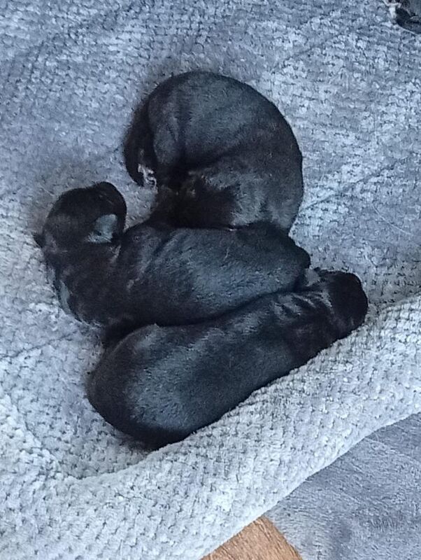 German Shepherd puppys - Image 2 of 3