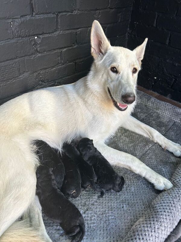 German Shepherd puppys - Image 3 of 3