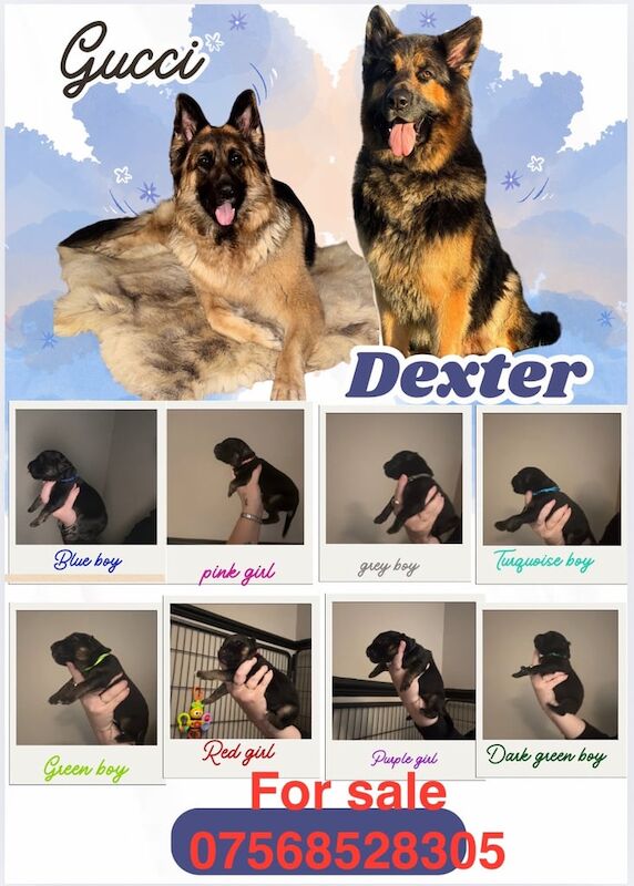 German Shepherd puppies for sale in South Elmsall, West Yorkshire – 2 weeks old