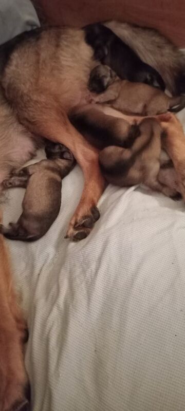 German shepherd pups for sale in Bradford, West Yorkshire