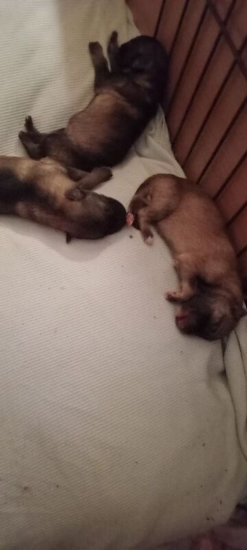 German shepherd pups for sale in Bradford, West Yorkshire | Image 2