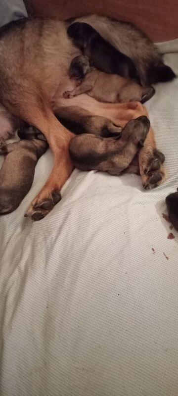 German shepherd pups for sale in Bradford, West Yorkshire | Image 4