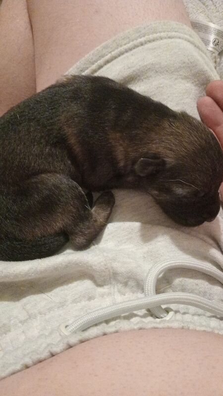 German Shepherd puppies for sale in Bradford, West Yorkshire – 2 minutes old