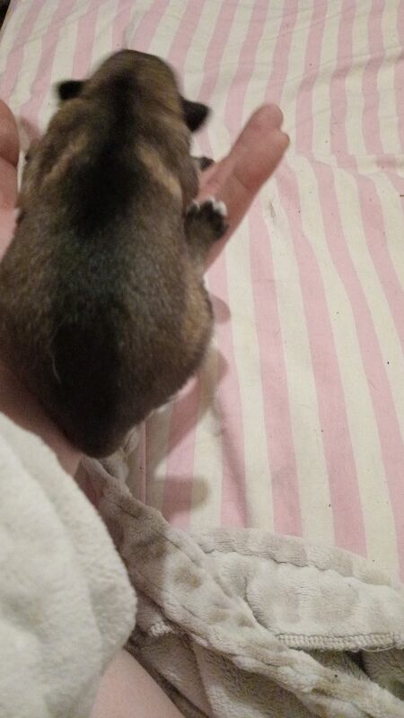 German shepherd pups - Image 2 of 3