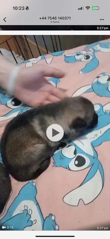 German shepherd pups - Image 3 of 3