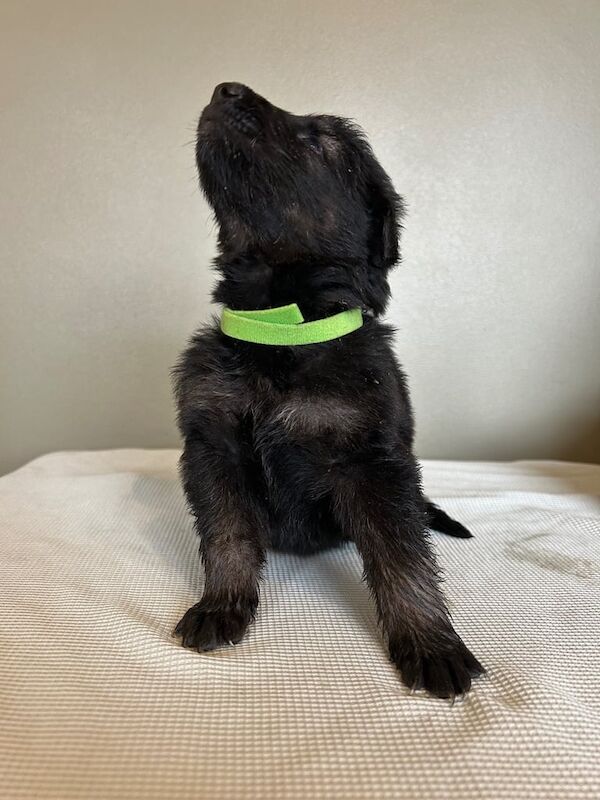 German Shepherd puppies for sale in Rotherham, South Yorkshire – 1 year old - Image 2 of 3