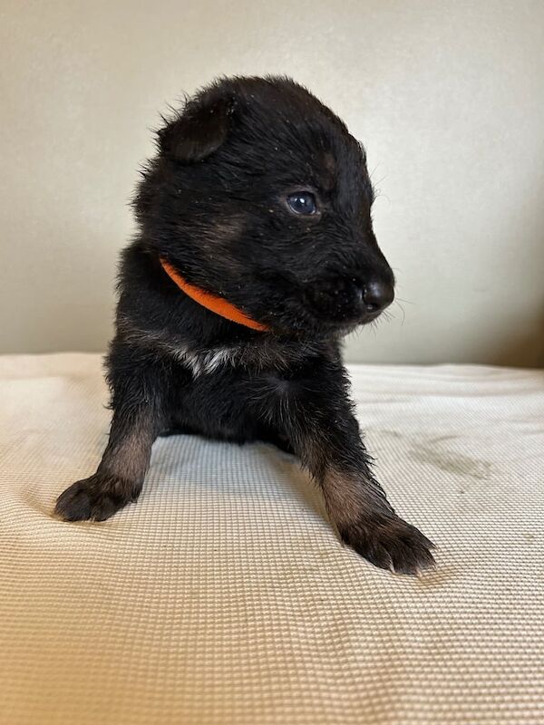 German Shepherd puppies for sale in Rotherham, South Yorkshire – 1 year old - Image 3 of 3