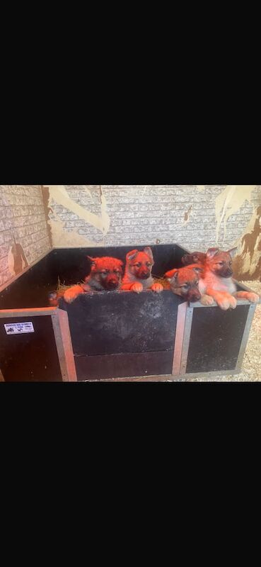 German Shepherd puppies for sale in Lisburn, Lisburn β 1 year old - Image 1 of 3