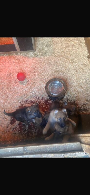 German Shepherd puppies for sale in Lisburn, Lisburn β 1 year old - Image 2 of 3