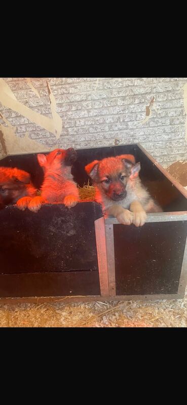 German Shepherd puppies for sale in Lisburn, Lisburn β 1 year old - Image 3 of 3