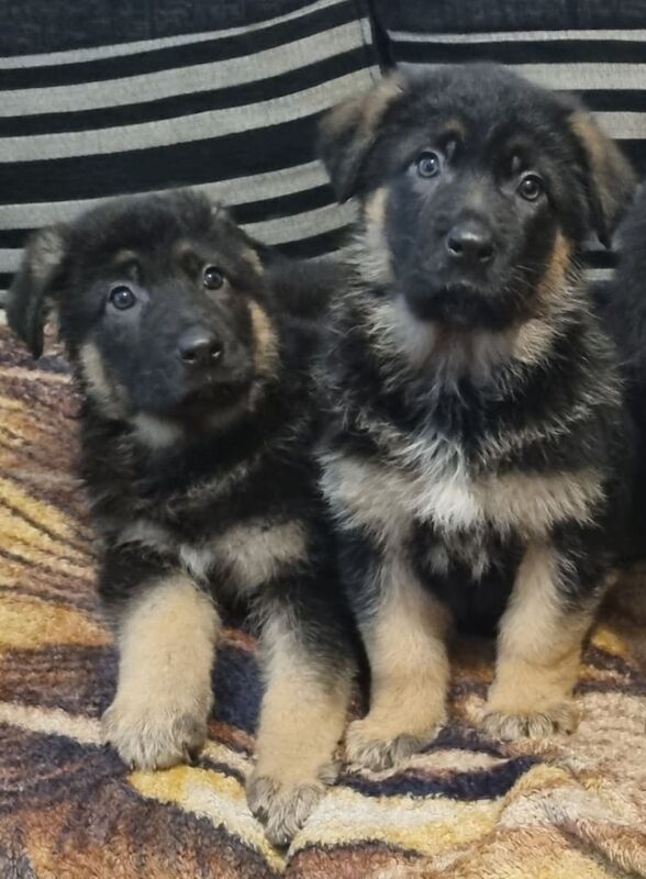 German Shepherd puppies for sale in Castlederg, County Tyrone – 11 months old - Image 1 of 3