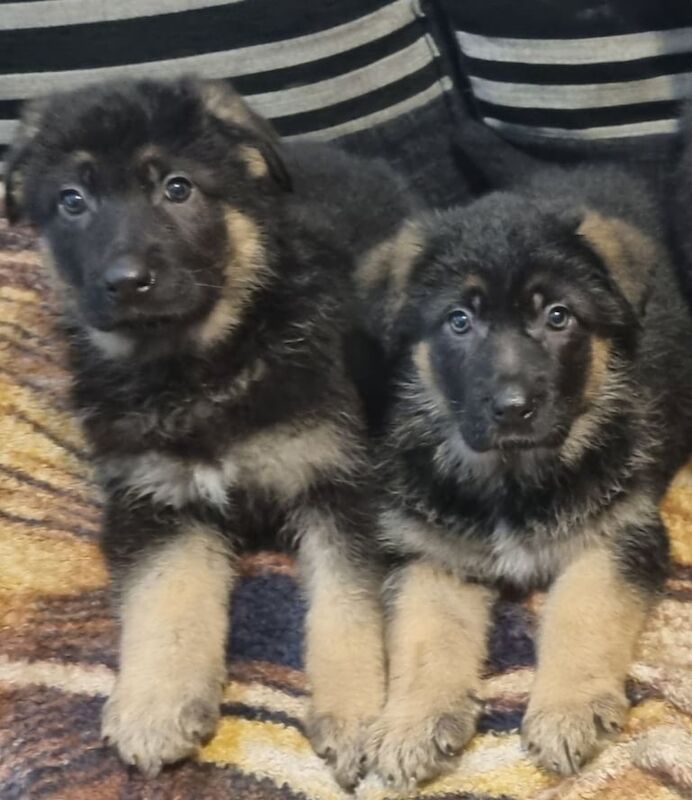 German Shepherd puppies for sale in Castlederg, County Tyrone – 11 months old - Image 2 of 3