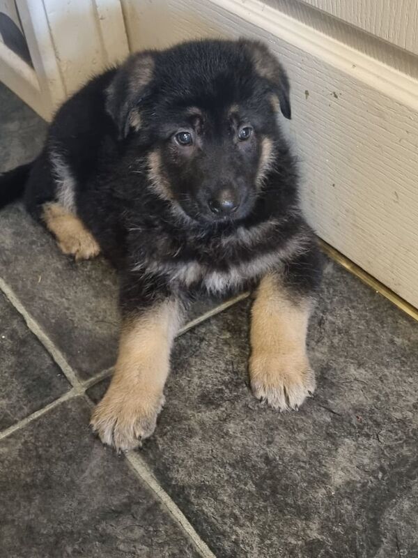 German Shepherd puppies for sale in Castlederg, County Tyrone – 11 months old - Image 3 of 3