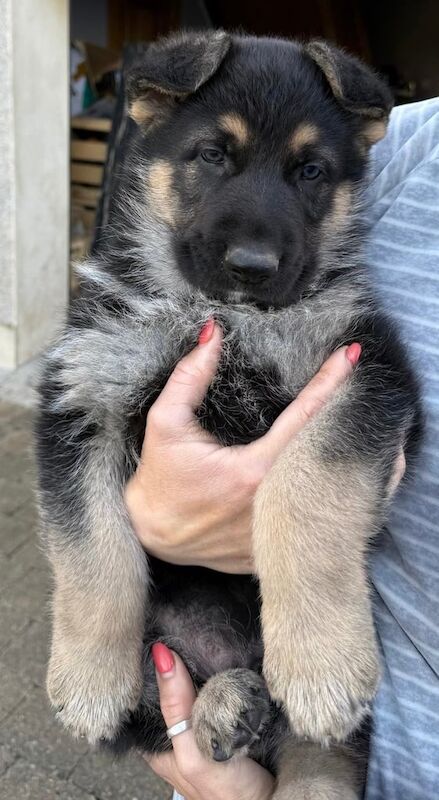 German Shepherd puppies for sale in Moneymore, County Londonderry – 9 months old - Image 1 of 3
