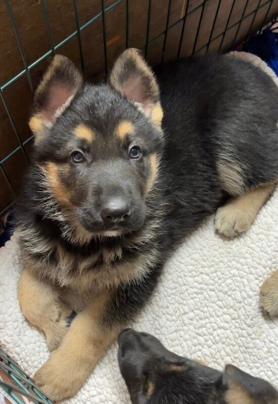 German Shepherd puppies for sale in Moneymore, County Londonderry – 9 months old - Image 2 of 3