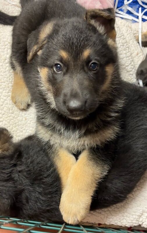 German Shepherd puppies for sale in Moneymore, County Londonderry – 9 months old - Image 3 of 3