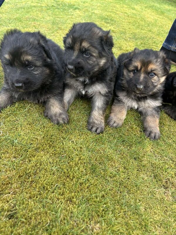 German Shepherd puppies for sale in Ballymena, County Antrim – 7 months old