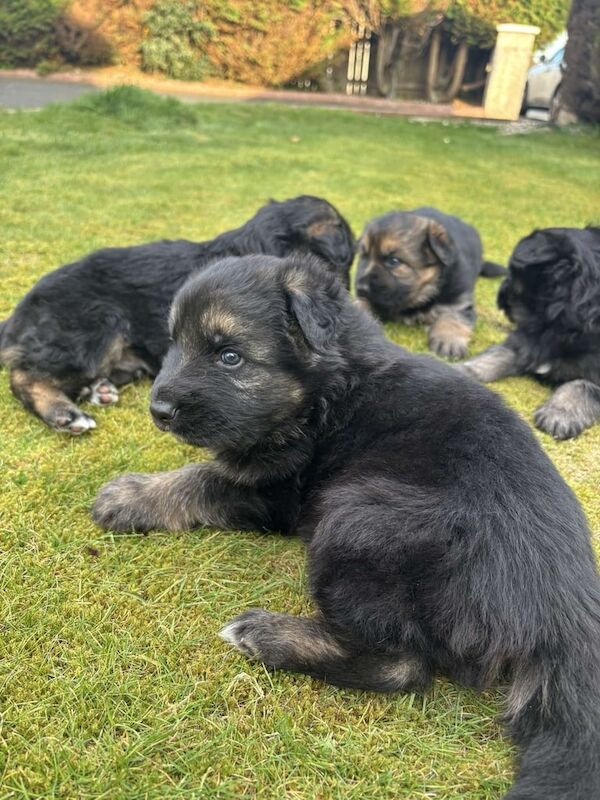 German Shepherd Pups for sale in Ballymena, County Antrim - Image 2