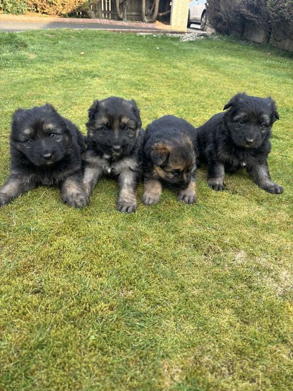 German Shepherd Pups for sale in Ballymena, County Antrim - Image 3