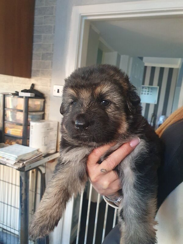 German shepherd pups - Image 3 of 3