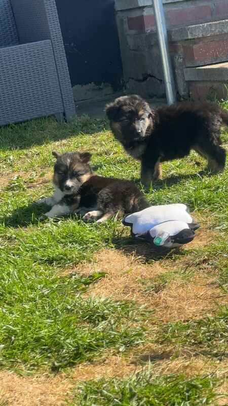 German shepherd pups for sale in Downpatrick, County Down - Image 2